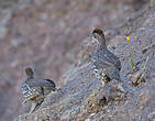 Francolin d'Erckel