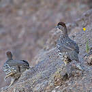 Francolin d'Erckel