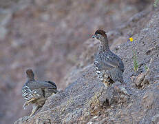 Erckel's Spurfowl