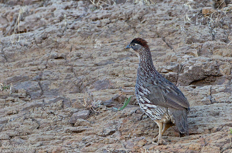 Erckel's Spurfowladult, habitat