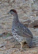 Erckel's Francolin