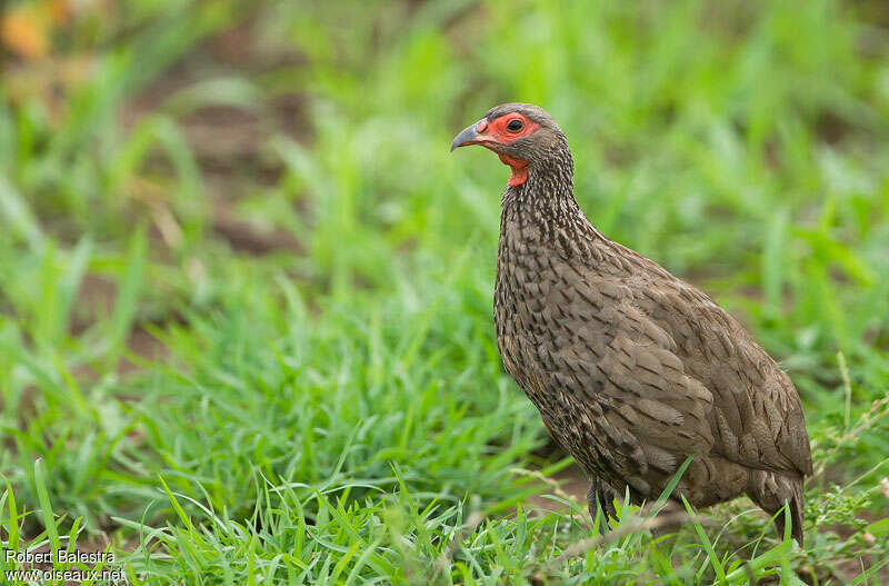 Francolin de Swainsonadulte