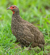 Francolin de Swainson