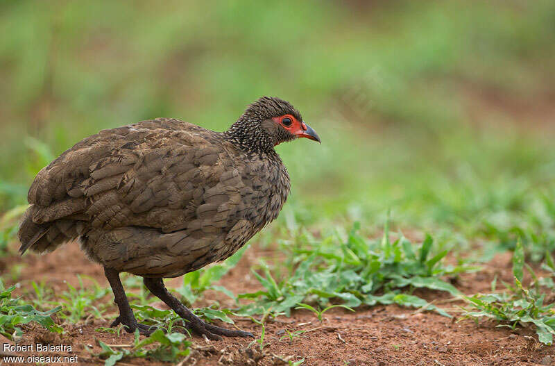 Francolin de Swainsonadulte, identification