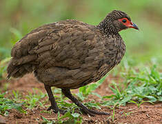 Swainson's Spurfowl