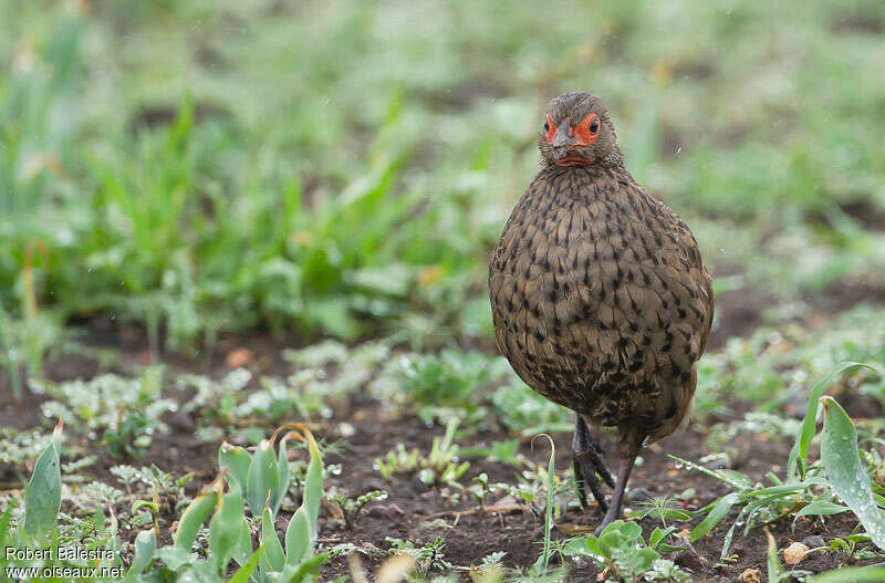 Swainson's Spurfowladult, close-up portrait