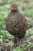 Francolin de Swainson