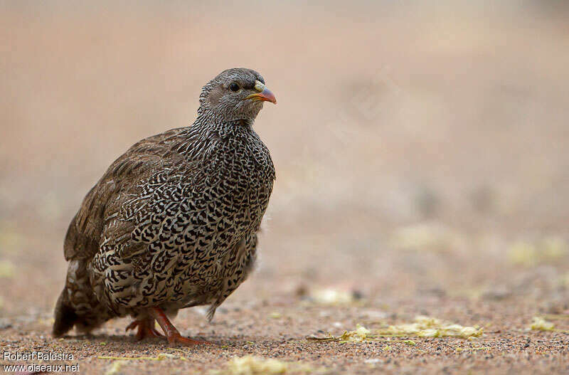 Natal Spurfowladult