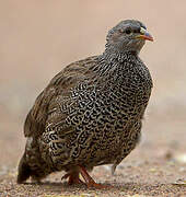 Francolin du Natal