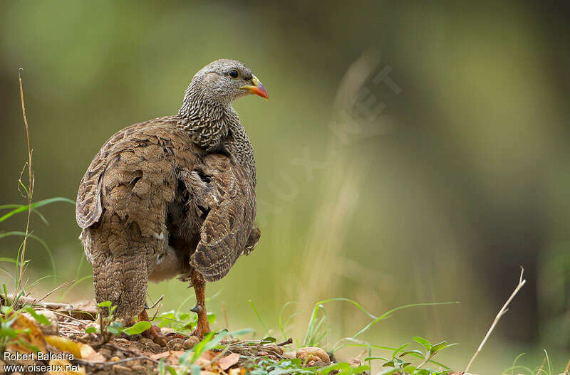 Francolin du Nataladulte, composition