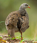 Francolin du Natal