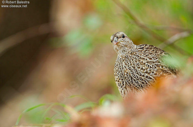 Francolin du Natal