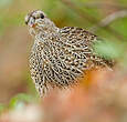 Francolin du Natal