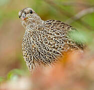 Natal Spurfowl