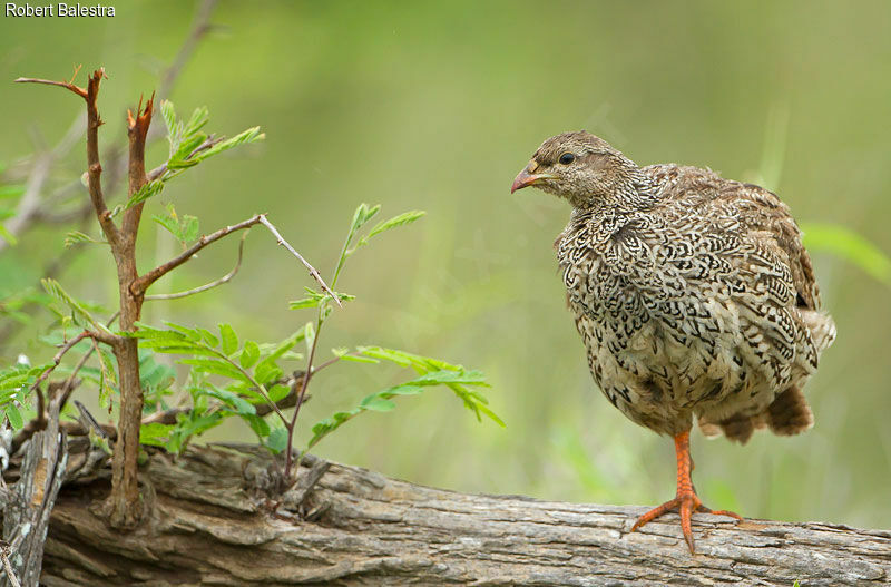 Francolin du Natal