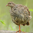 Francolin du Natal