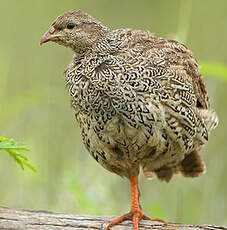 Francolin du Natal