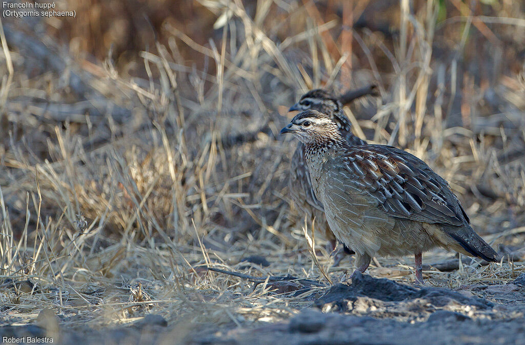 Francolin huppé