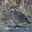 Francolin huppé