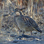 Francolin huppé