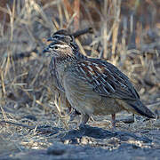 Crested Francolin