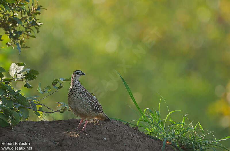 Crested Francolinadult, Behaviour