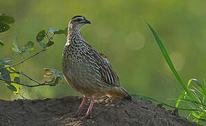 Francolin huppé