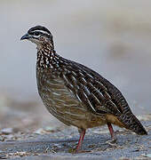 Francolin huppé