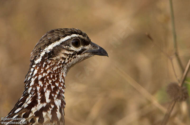 Francolin huppéadulte, portrait