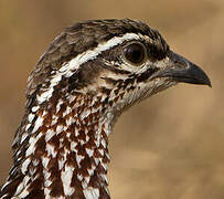 Francolin huppé