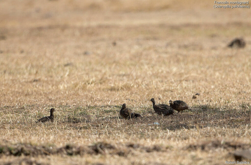 Moorland Francolin