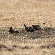 Moorland Francolin