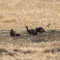 Francolin montagnard