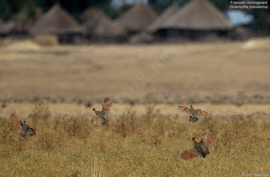 Francolin montagnard