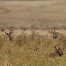 Francolin montagnard
