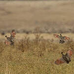 Francolin montagnard