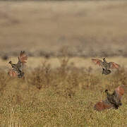 Moorland Francolin