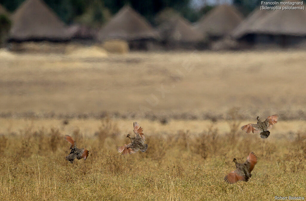 Moorland Francolin