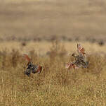 Francolin montagnard