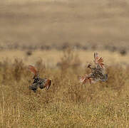 Moorland Francolin