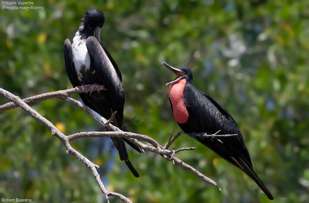 Magnificent Frigatebird