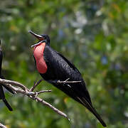 Magnificent Frigatebird