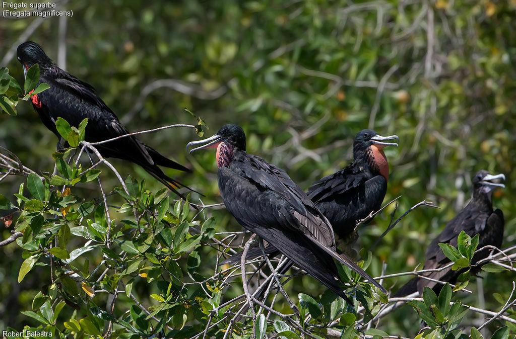 Magnificent Frigatebird