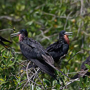 Magnificent Frigatebird