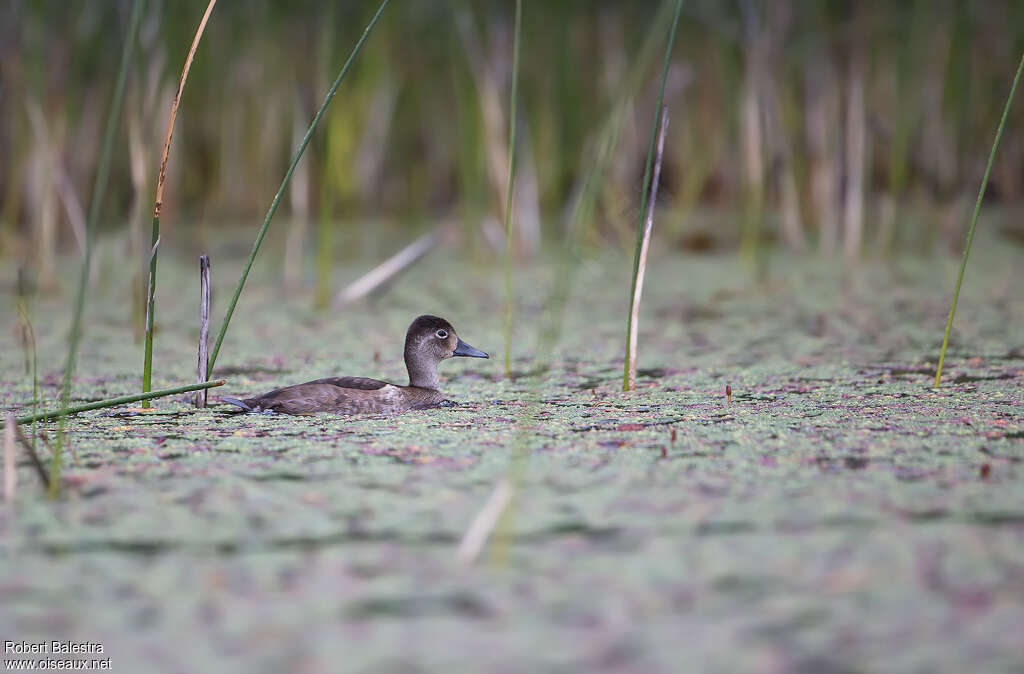 Ring-necked DuckFirst year, habitat, pigmentation, swimming