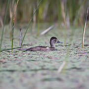 Ring-necked Duck