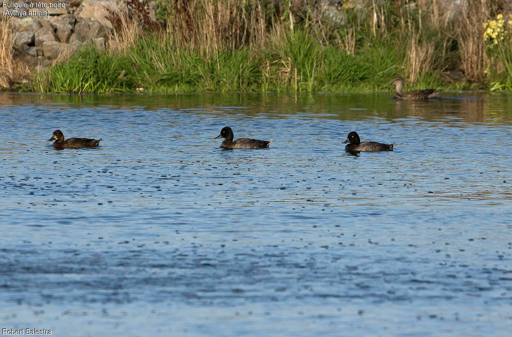 Fuligule à tête noire