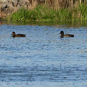 Lesser Scaup