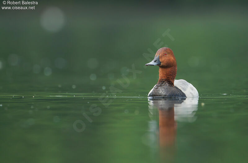 Common Pochard male adult