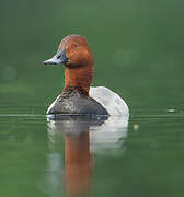 Common Pochard